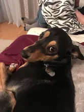 Dog-Id-Tag Address Pet-Name Free-Engraved Military Stainless-Steel Custom Personalized