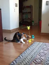 Cat-Stick Puzzle Pet-Windmill Teasing Pet-Supplies Interactive-Toy Training Catnip Funny