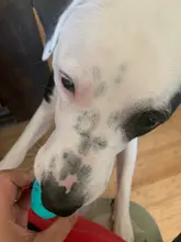 5/7/11cm Juguetes para perros Extra-caucho resistente juguete para saltar pelota elástica interactiva mordedores de juguete para perros para limpieza de dientes de perro tratar bola