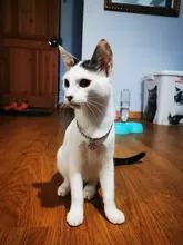 Collar con huellas de gato para hombre, Gargantilla con incrustaciones de diamante para perro, Collar elástico de Color variado para perro y gato, joyería