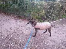 Ropa de invierno cálida para perros, chaleco reflectante para cachorros, chaqueta polar cómoda para mascotas, abrigo para perros pequeños, medianos y grandes, 2020