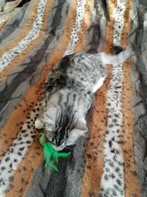 Cat Toys Pet-Toy Catnip-Ball Teeth-Game Safety Gift Molar Edible Healthy Cartoons