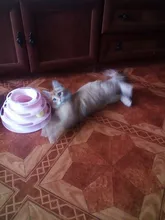 3 Levels Pet Cat Toy Tower Tracks Disc Interacitve Cat Toys Ball Training Amusement Plate