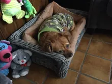 Vest Clothing Costume Pet-Jacket Fleece Doggy Puppy Animal Winter Warm for Soft-Plaid