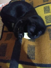 Teeth Grinding Catnip Toys Funny Interactive Plush Cat Toy Pet Kitten Chewing Vocal Toy