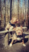 Kirsite-etiqueta de identificación de perro y gato, autodiseño de metal, venta al por mayor, etiqueta de identificación de perro en blanco y grabado