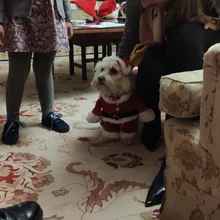 Apparel Costume Christmas-Clothes Dog-Suit Pet-Coat Santa-Claus with Winter Gomaomi Cap