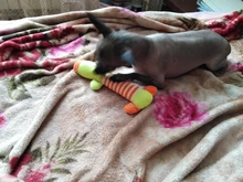 Cat-Toy Pets-Accessories Animals-Supplies Puppy Dog Cleaning Elephan Squeaky Teeth Pig