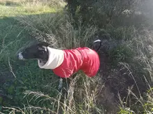 Jacket Clothing Coat Greyhound Waterproof Dog Dogs Large Super-Warm Medium Thick 