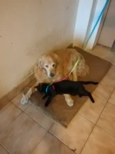 Colorido Arco Iris Pet arnés Collar de perro Correa suave caminando arnés plomo colorido y tracción duradera la cuerda de Nylon 120cm