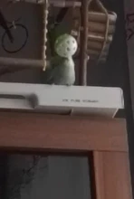 Ball Rattle Bell-Ring Cat-Training-Toys Pet-Cat-Supply Scratch Interactive Playing Plastic