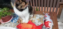 Usb-Charger Fish-Cat-Toy Chew Moving Funny Electric Kitten-Plaything-Supplies Bite Simulation-Wagging