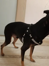 Suave de cuero de gamuza de arnés para perro Cachorro de diamantes de imitación chaleco para gatos mascota Mascotas Cachorro arneses para pequeño mediano perros Chihuahua rosa