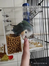 Box Cage Perch-Stand Birds-Supplies Bird-Parrot-Feeder Feeding-Tools Hanging Parrots