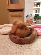 Cage-Mat Pig-Bed Hamster Guinea Pet-Sleeping Small Animal Fleece Winter Dog Soft 5colors