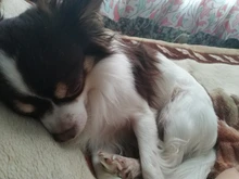 Alarma de casa con Sensor de fugas de agua, Detector de fugas de agua independiente de 110dB, alerta de inundación, sistema de alarma de seguridad de desbordamiento