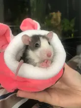 Pet-Bed House Hamster Pig-Cage Guinea Small Animal Warm Rat/hedgehog Nest Winter Cotton