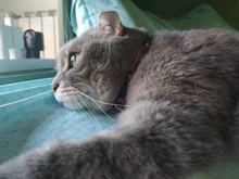 Collar de Gato con hebilla de seguridad para mascotas, Collar de gato a cuadros con campana ajustable, accesorios para cachorros y gatos