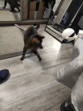 Cat-Toy Lifting-Ball Interactive Electric Funny Flutter