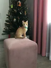 Collar reflectante para mascotas Collar campana ajustable tamaño adecuado para los gatos y suministros para mascotas perros básicos collares Qianyi