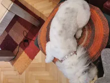 Personalized Dog Collar Leather Rhinestone Bling Charms Custom Pet Dogs Cat Name