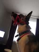 Training Leash Harness Leader-Belt Head-Collar Muzzle Dog Adjustable No-Pull-Bite HALTER