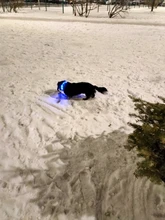 Pet-Supplies Leash Dog-Accessories Led-Collar Flashing Small Dog Night-Safety Rechargeable