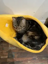 House-Mat Banana-Shape Puppy-Cushion-Basket Kennel Dog-Cat-Supplies Durable Doggy Warm