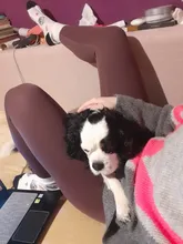 Seamless Leggings Pant Tops Gym Clothing Yoga Bra Sports-Suits Fitness And Vnazvnasi