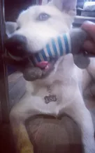 Metal-Tag Pet-Accessories Engraved Puppy Small Dogs Customized for Name-Collar Cat