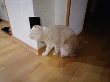 Comb Brush Cat-Product Cat-Massage Self-Groomer Corner Tickling The-Face with Rubs