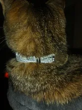 Strap Cat-Collar Kitten-Accessories Puppy Rhinestone Shining SUPREPET Diamond Dog 