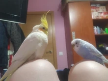 Cage Parrot Hammock Cage-Bed-Toys Nest Hamster-House Birds Warm Winter Fashion