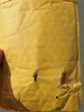 Lámpara LED de freno trasero para motocicleta, luz de matrícula trasera de 12V, accesorios decorativos