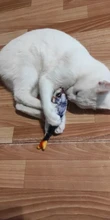 Cat Toy Pet-Toy Training-Supplies Catnip Fish-Shape Creative Bite-Resistant