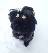 New Arrival Noble Pet Dogs Winter Vest Coat Fur Collar Russia Classic Dogs Clothing Soft