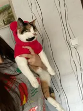 Ropa de Gato caliente para mascotas, abrigo, chaqueta para perros pequeños, medianos, gatos, Chihuahua, ropa de Yorkshire, disfraz rosa, S-2XL