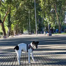 Arnés de Bulldog Francés transpirable para perros pequeños y medianos, chaleco para gatos, entrenamiento para caminar