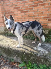 Harness Pet-Agility-Products Pet-Training Reflective Dog-Weight Walking for Padded-Nylon