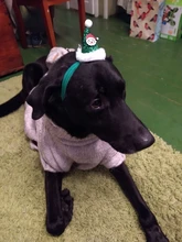 Costume Pet-Hat Pet-Cosplay-Clothes Christmas Cat Cute Dog Party-Decoration Glitter Elastic