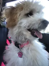 Etiquetas de identificación para perro y gato, colgante con nombre y número de identificación para cachorro, accesorios para mascotas, con brillo de hueso/pata