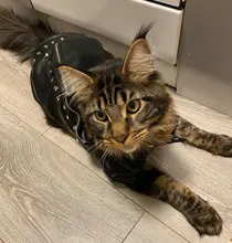 Pet Clothing Costumes Coat Kitten-Outfits Yorkshire Puppy Winter Warm Autumn for Chihuahua