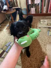 Chew-Toy Dogs Play Dog Training Plush Large Interactive Funny Small 