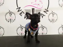 Clothing Puppy-Vest Dog-Coat Pet-Cat-Clothes French-Bulldog Small Dogs Chihuahua Winter