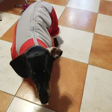 Winter Overalls for Dogs Warm Waterproof Pet Jumpsuit Trousers Male/ Female Dog Reflective