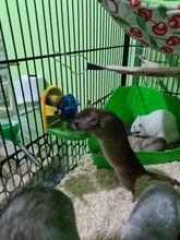 Pet-Bird-Toys Foraging-Development Intelligence Training Fun 1PCS of Food-Props Tiger-Skin