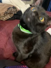 Cat-Collar Bell Pet-Product Reflective Elastic Charm Velvet-Material Safety Adjustable