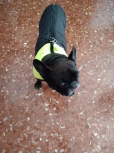 Chaleco impermeable para perros grandes y pequeños, abrigo cálido de invierno para cachorros, ropa para mascotas, 4XL, 5XL, nuevo