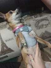 Breakaway Cat Collar Cute Bow Vests Cat Harness and Leash Cat Product Cat Accessories