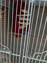 PipiFren Cuttlefish Bone Bird Toys For Parrots Budgie And sepia Pets Perch Parakeet Cockatiel